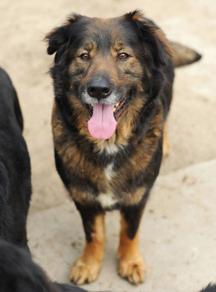 6.janka