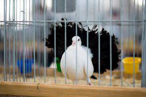 Zoopark2018 27