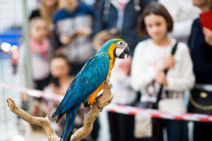 Zoopark2018 42