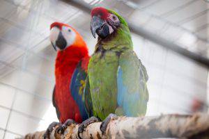 Zoopark2018 44