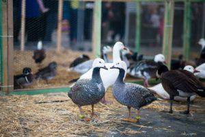 Zoopark2018 9