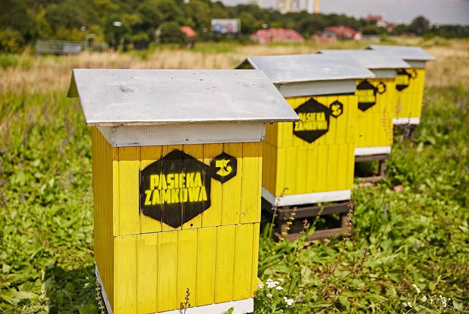 Pierwsze miodobranie na dachu Tarasów Zamkowych. Wynik jest zaskakujący 1 Miodobranie w Tarasach Zamkowych 1