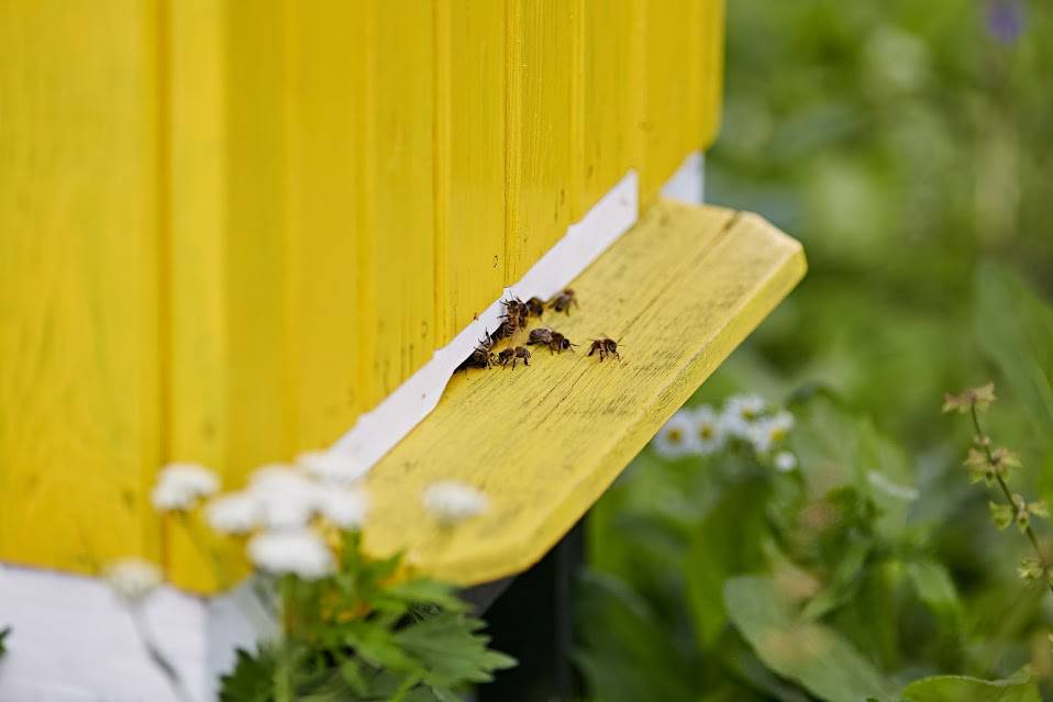 Pierwsze miodobranie na dachu Tarasów Zamkowych. Wynik jest zaskakujący 4 Miodobranie w Tarasach Zamkowych 2