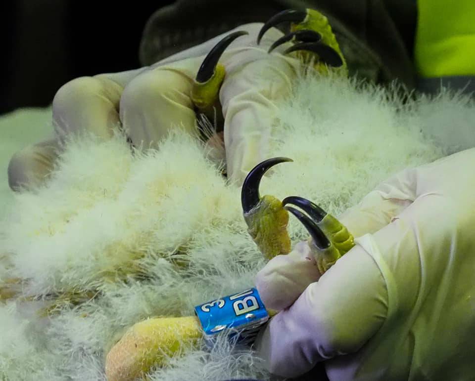 Młode sokoły zostały zaobrączkowane. Wróciły do gniazda na kominie lubelskiej elektrociepłowni 1 60402483 2341840782545113 5127589746196873216 n