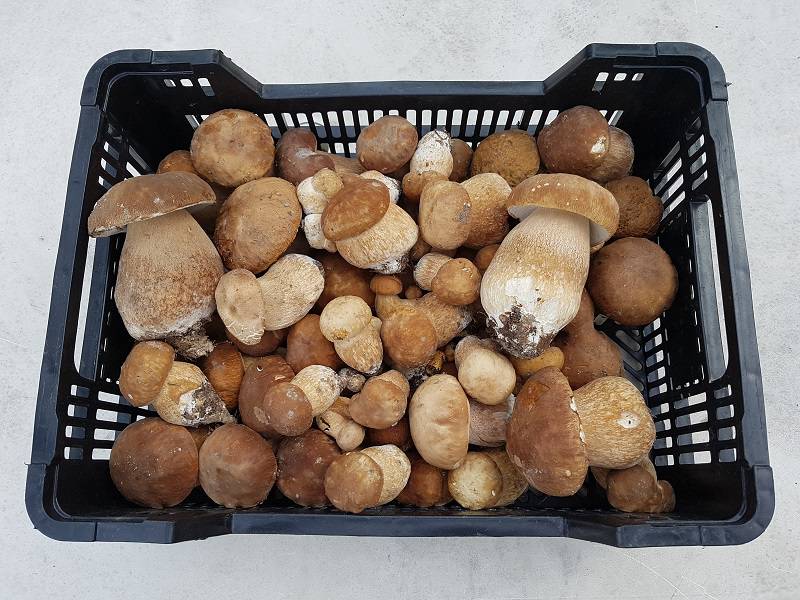 Grzybobranie 2019: Wysyp grzybów w lubelskich lasach. Pełne wiaderka i koszyki 6 20190605 191112
