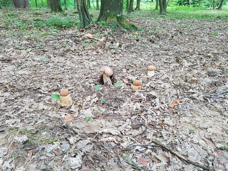 Grzybobranie 2019: Wysyp grzybów w lubelskich lasach. Pełne wiaderka i koszyki 7 20190606 104006
