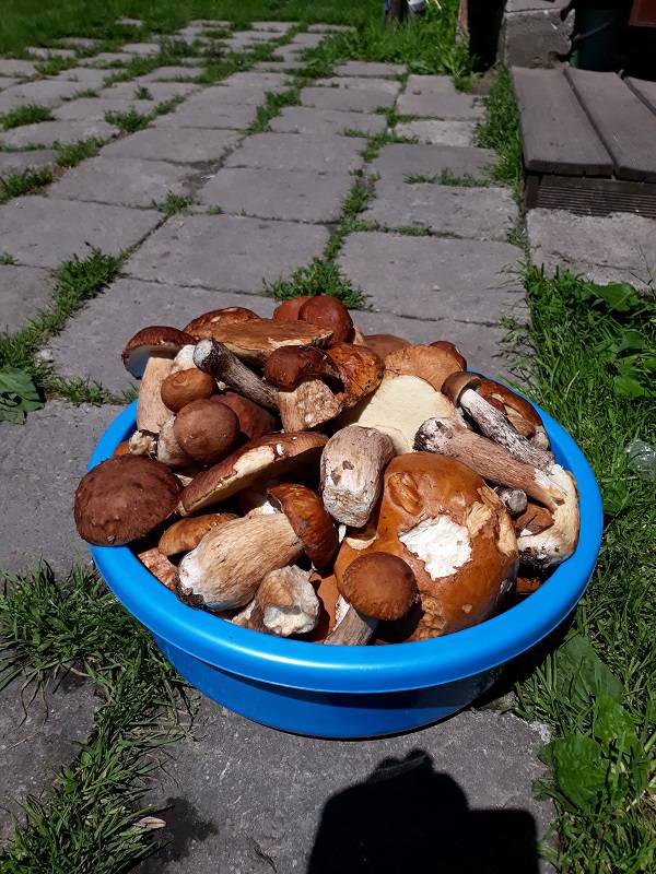 Grzybobranie 2019: Wysyp grzybów w lubelskich lasach. Pełne wiaderka i koszyki 8 20190609 125931