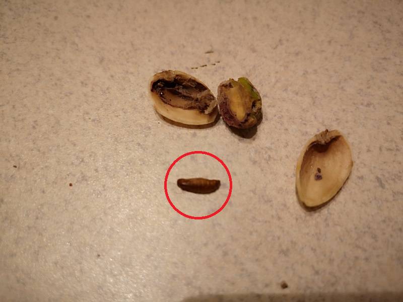 Robaki w pistacjach na wagę z Biedronki. Oglądaj orzechy przed ich zjedzeniem! 1 64832929 823138964734358 4444510313420685312 n