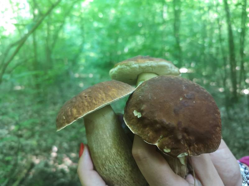 Grzybobranie 2019: Lubelskie lasy pełne grzybów i grzybiarzy. Czekamy na Wasze zdjęcia! 2 IMG 20190608 093916