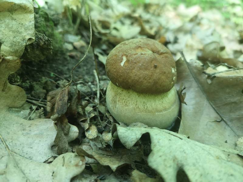 Grzybobranie 2019: Lubelskie lasy pełne grzybów i grzybiarzy. Czekamy na Wasze zdjęcia! 1 IMG 20190608 095728