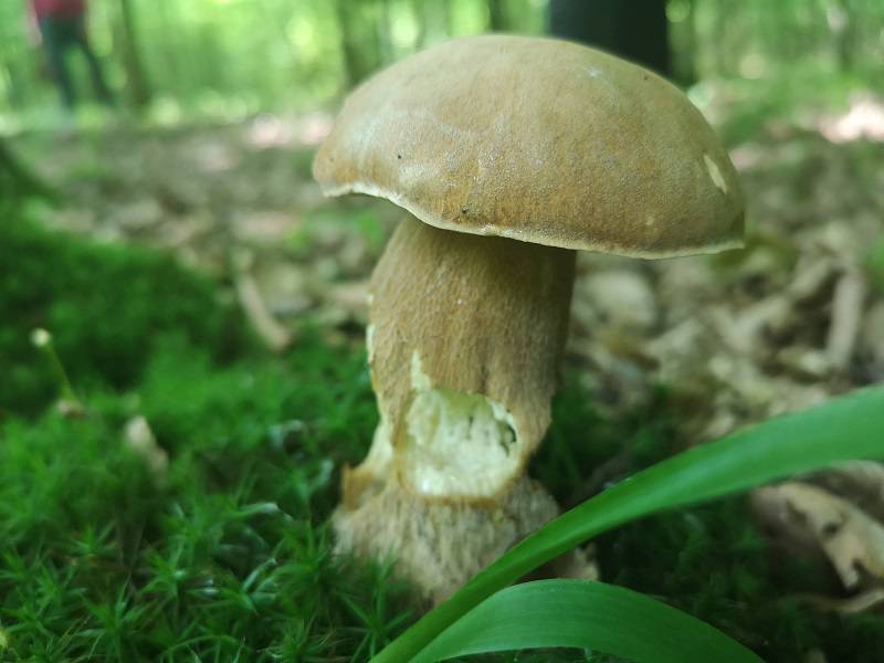 Grzybobranie 2019: Lubelskie lasy pełne grzybów i grzybiarzy. Czekamy na Wasze zdjęcia! 5 IMG 20190608 100948