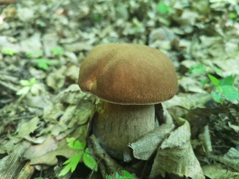 Grzybobranie 2019: Lubelskie lasy pełne grzybów i grzybiarzy. Czekamy na Wasze zdjęcia! 4 IMG 20190608 101059