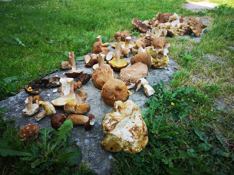 Grzybobranie 2019: Wysyp grzybów w lubelskich lasach. Pełne wiaderka i koszyki 1 IMG 20190615 083309 resized 20190616 083720045