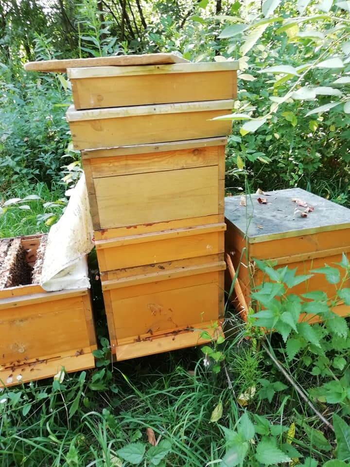 Nieznany sprawca ukradł 7 uli z pszczołami. Jest nagroda dla tego, kto go wskaże 1 65588901 2450985014966405 7803061424770514944 n