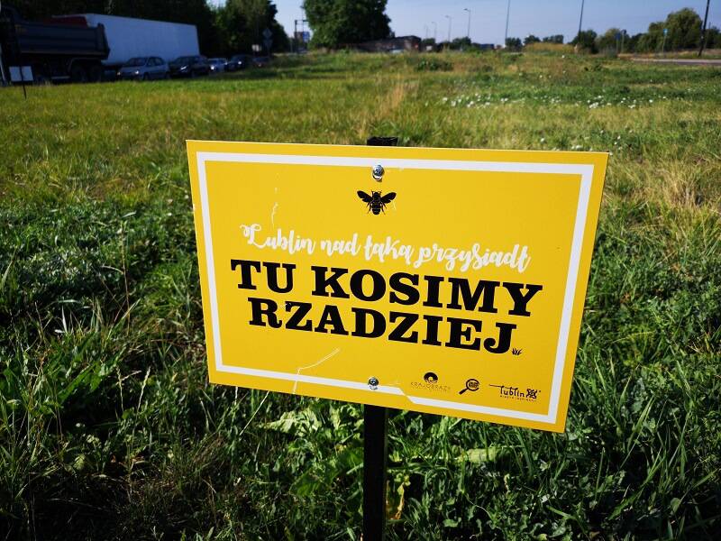 Czysty Lublin zaprasza na Ekospotkania. Tym razem tworzenie łąki kwietnej w Lublinie 1 IMG 20190731 082725