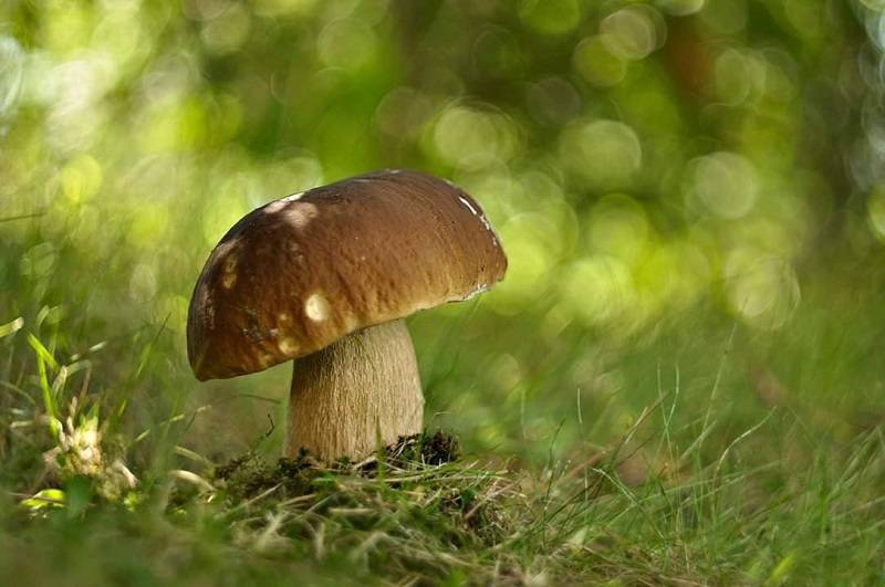 Grzybobranie 2019: W lasach znów pojawiły się grzyby. Pełne wiaderka i koszyki 22 68561242 2471730456447001 8153724227220930560 n