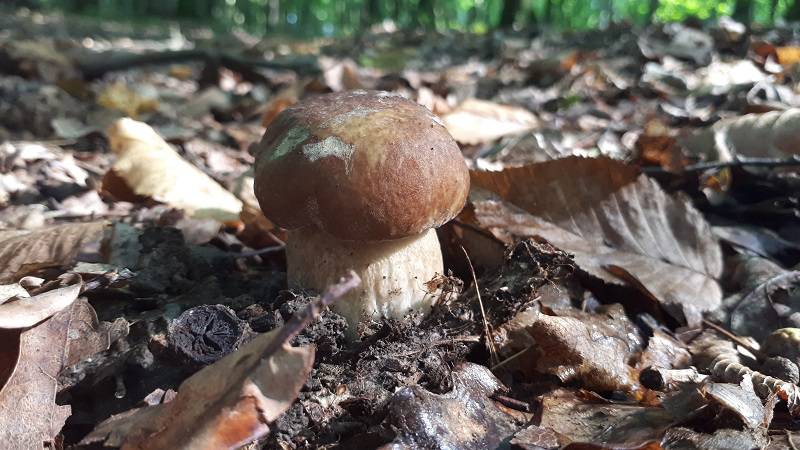 Grzybobranie 2019: W lasach znów pojawiły się grzyby. Pełne wiaderka i koszyki 1 68567810 391766138200130 5129879827054067712 n