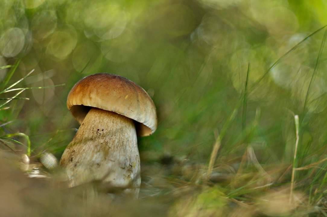 Grzybobranie 2019: W lasach znów pojawiły się grzyby. Pełne wiaderka i koszyki 26 68772796 349535962594776 8224011289710559232 n