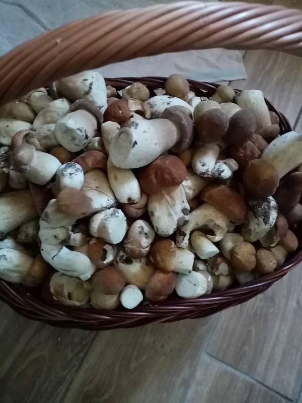 Grzybobranie 2019: W lasach znów pojawiły się grzyby. Pełne wiaderka i koszyki 17 68787776 655027171643706 1117649390631124992 n