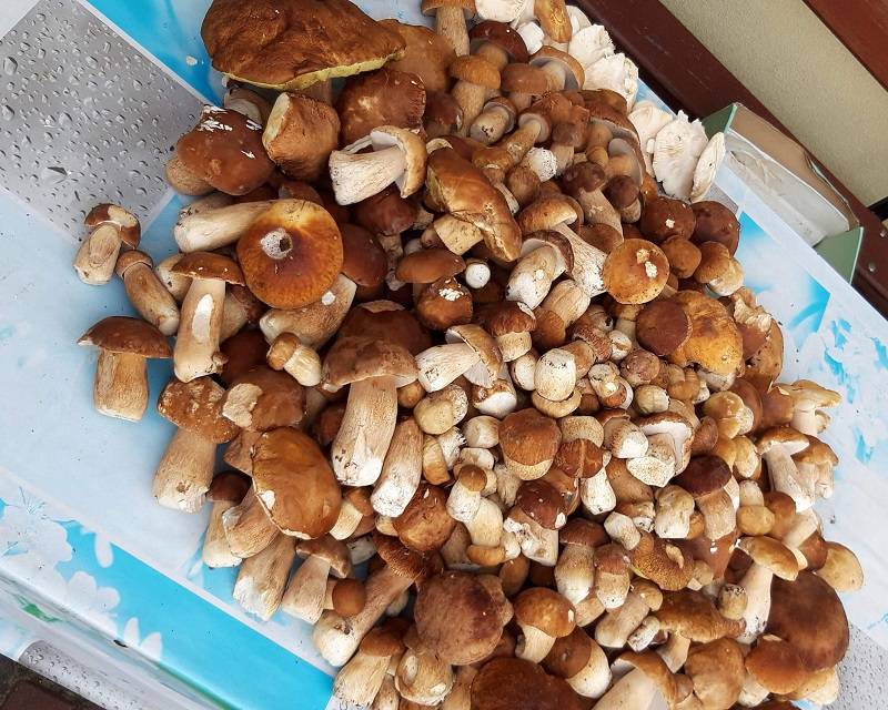 Grzybobranie 2019: W lasach znów pojawiły się grzyby. Pełne wiaderka i koszyki 12 68948080 2470635179836787 550187518230790144 o
