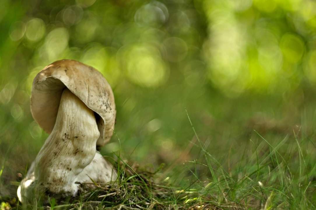Grzybobranie 2019: W lasach znów pojawiły się grzyby. Pełne wiaderka i koszyki 25 69041383 483255502510233 638452660986445824 n