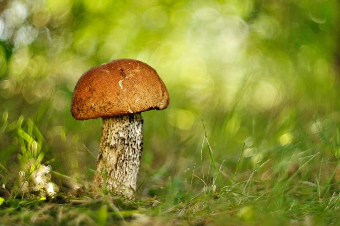 Grzybobranie 2019: W lasach znów pojawiły się grzyby. Pełne wiaderka i koszyki 24 69095371 373738773319683 5143287027030032384 n