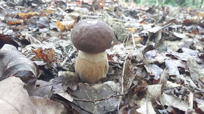 Grzybobranie 2019: W lasach znów pojawiły się grzyby. Pełne wiaderka i koszyki 3 69172200 341516516730442 2730150782664966144 n
