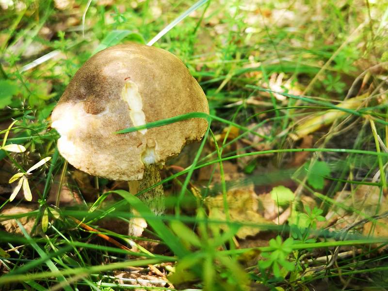 Grzybobranie 2019: W lasach znów pojawiły się grzyby. Pełne wiaderka i koszyki 11 69218582 502140277262269 910533487658795008 n
