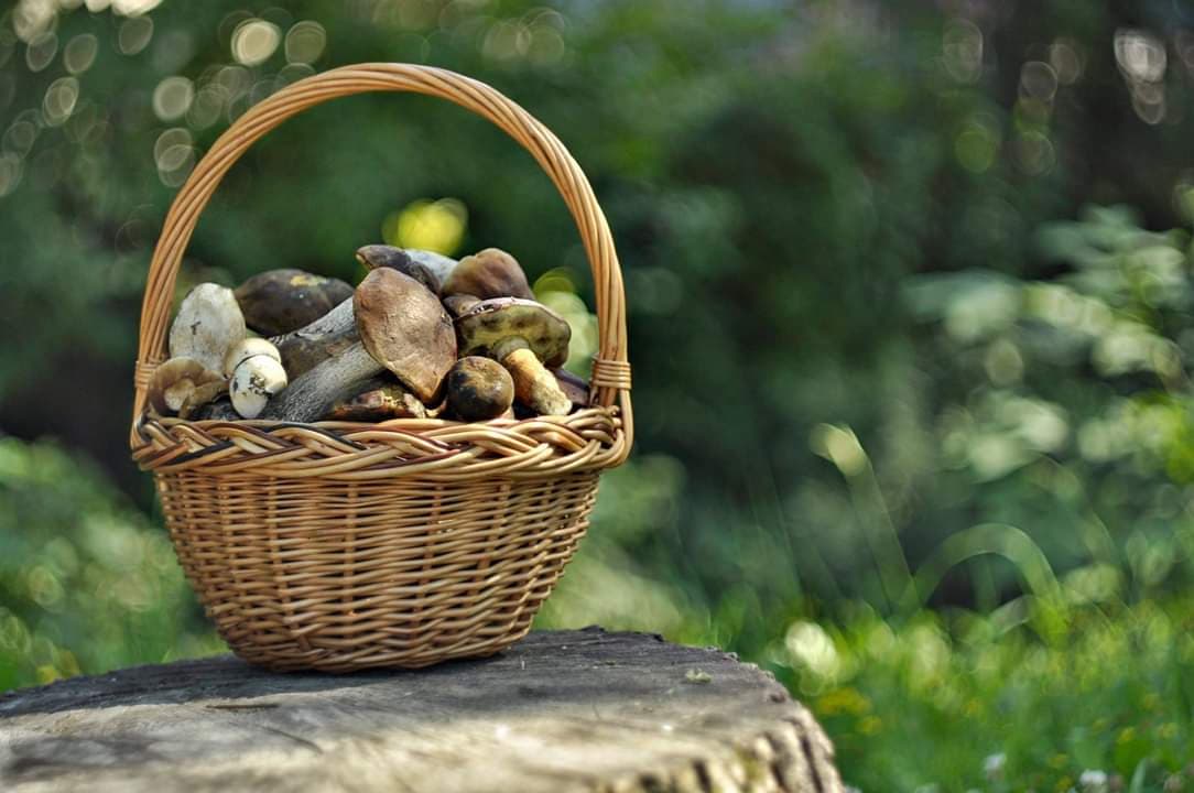 Grzybobranie 2019: W lasach znów pojawiły się grzyby. Pełne wiaderka i koszyki 23 69262472 381868549193431 5719740014032584704 n