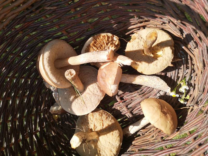 Grzybobranie 2019: W lasach znów pojawiły się grzyby. Pełne wiaderka i koszyki 9 69270721 732513967201244 8030803706318422016 n