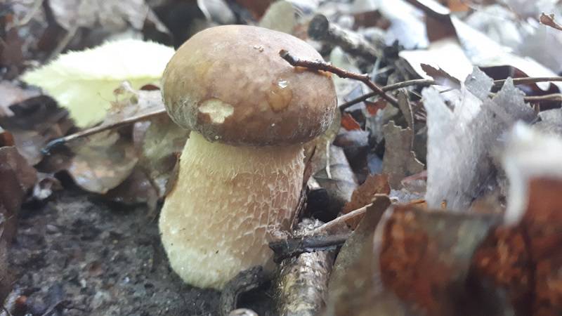 Grzybobranie 2019: W lasach znów pojawiły się grzyby. Pełne wiaderka i koszyki 4 69495837 514064522730666 7751566648087150592 n