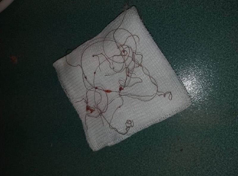 Lublin: Łabędź zaplątany w żyłkę. Pomogli strażnicy miejscy 1 received 888743611481587