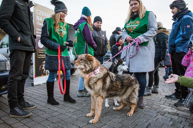 Rekordowa suma na koncie WOŚP 2020! Ile pieniędzy zebrano w Lublinie? 27 GERHAND WOŚP 2020 29