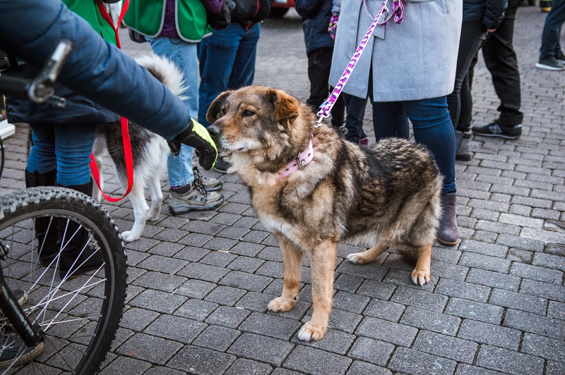 Rekordowa suma na koncie WOŚP 2020! Ile pieniędzy zebrano w Lublinie? 28 GERHAND WOŚP 2020 30