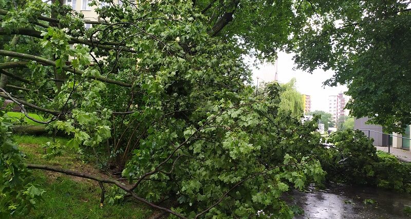 Powalone drzewa, zalania i zerwane linie energetyczne. Blisko 250 interwencji strażaków w woj. lubelskim 2 73395433 996427294094007 6281721989344718694 n