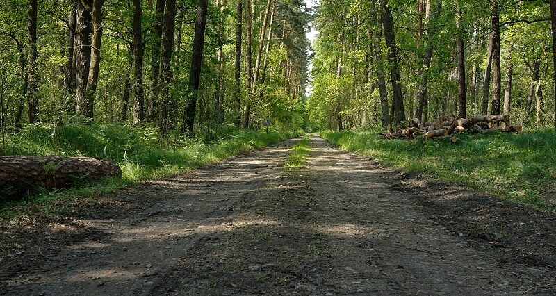 Pierwsze ognisko wścieklizny w woj. lubelskim. Komunikat Głównego Lekarza Weterynarii 1 puszcza las drzewa