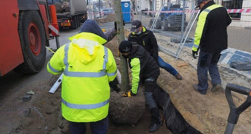 W miejscu parkingu pojawiły się drzewa. Będą tu też rabaty z krzewów ozdobnych 1 129461312 3694069770655534 889227846907688976 o