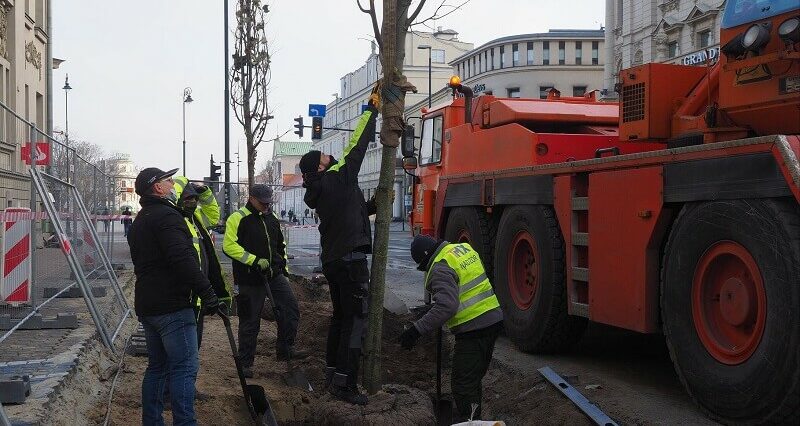 W miejscu parkingu pojawiły się drzewa. Będą tu też rabaty z krzewów ozdobnych 2 129533783 3694069360655575 4636034877350341048 o