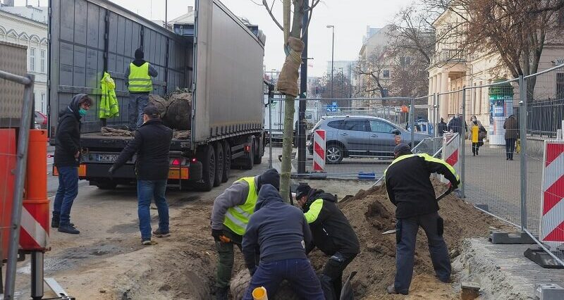 W miejscu parkingu pojawiły się drzewa. Będą tu też rabaty z krzewów ozdobnych 3 129617664 3694069033988941 5670632831035893845 o