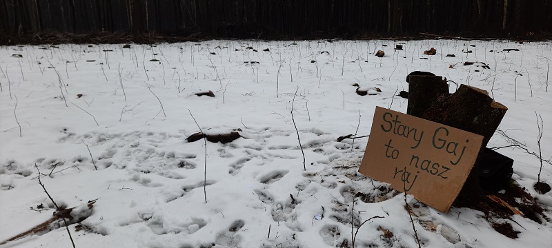 Zorganizowali spacer po Starym Gaju. Wycinki drzew wzbudziły sprzeciw mieszkańców Lublina 1 Aktywiści Extinction Rebellion Lublin (XR) domagają się zaprzestania wycinki drzew w Starym Gaju