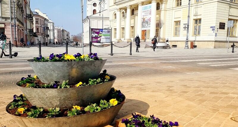 To już za kilka dni! Lublin rozdaje za darmo kwiaty! 2 Bratki na Placu Łokietka