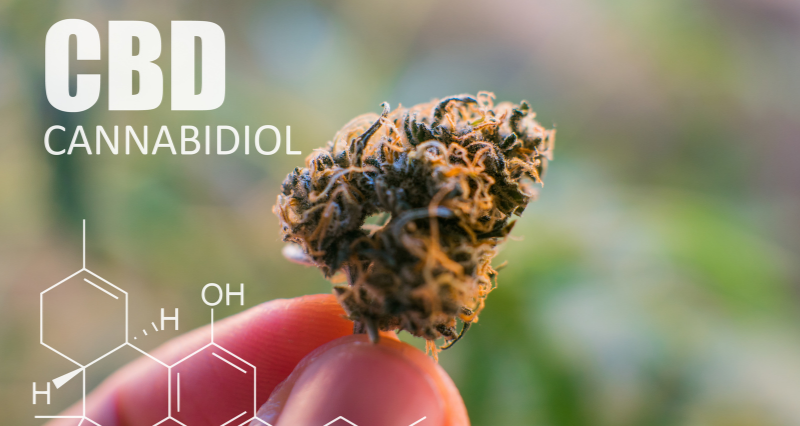 Cała prawda na temat medycznej marihuany. Cz. II rozmowy z lekarzem medycyny 2 marihuana medyczna cbd