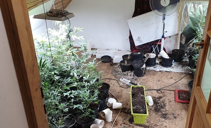 Urządzili plantację na poddaszu wynajmowanego domu. Ponad sto krzaków konopi indyjskich 1 Plantacja konopi indyjskich na poddaszu domu