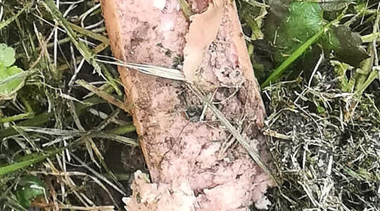 Uwaga na zwierzęta! Parówki z trucizną porozrzucane na trawniku 1 Parówka z trucizną na trawniku