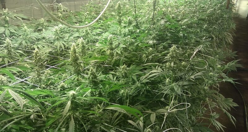Plantacja marihuany w dawnej pieczarkarni. Przejęto ponad 1,3 tys. krzewów konopi i 5 kg suszu 1 Plantacja marihuany w dawnej pieczarkarni