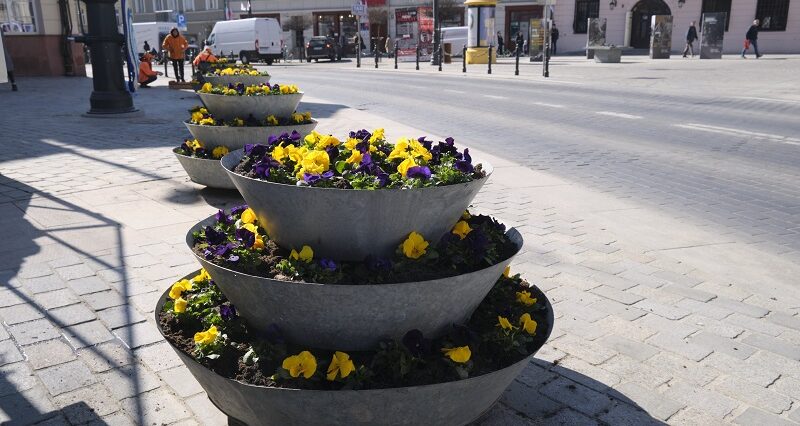 Lublin stroi się na wiosnę! Żółto-fioletowe bratki ozdobią centrum miasta 1 Wiosenne sadzenie bratków na Placu Łokietka