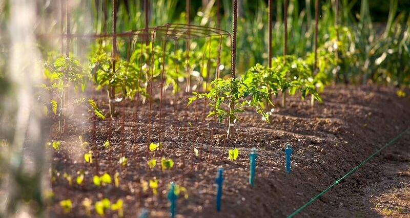 Przyznano 438,5 mln zł dla rolników za straty w uprawach za rok 2023. 57 tys. beneficjentów otrzymało pomoc 1 Co to jest Food Forest? Jak zrobić las żywności?