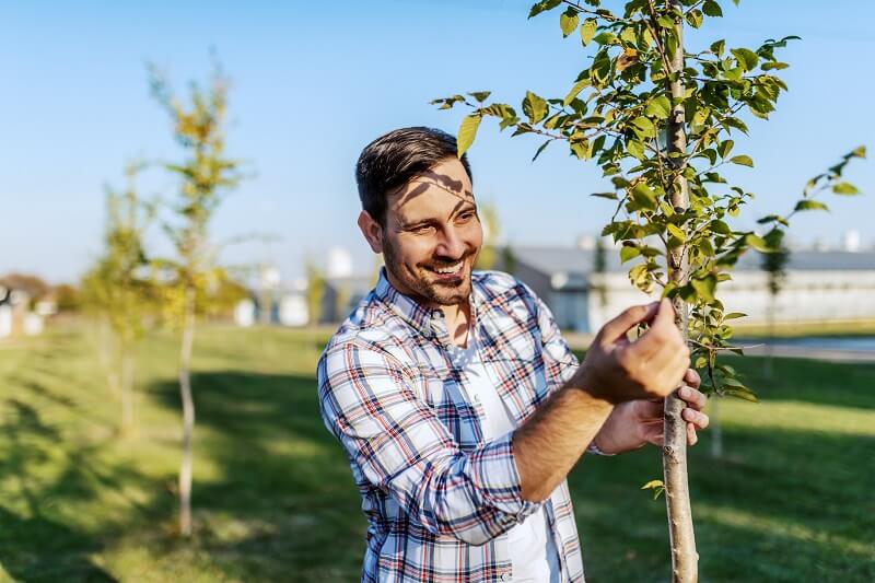 Co to jest Food Forest? Jak zrobić las żywności i uniezależnić się od zakupów w sklepach? 7 Młode drzewa owocowe w lesie