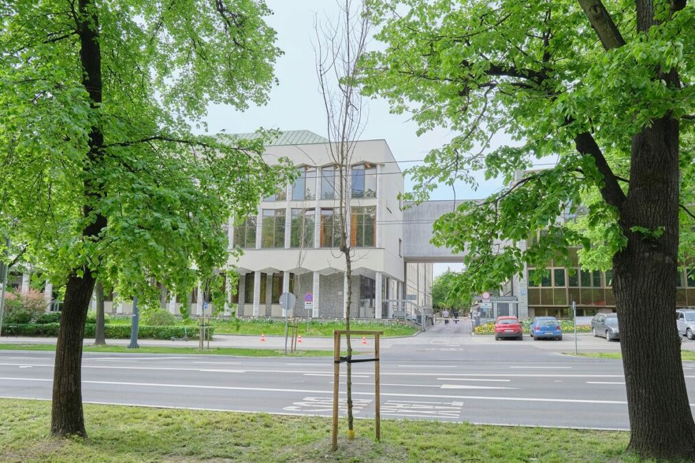 Uschły kolejne drzewa na Al. Racławickich. Młode drzewa w tym miejscu z trudem się przyjmują 1 Uschły drzewa posadzone przy Al. Racławickich