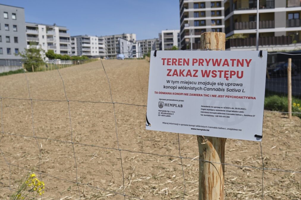 Był rzepak, będą konopie włókniste. Firma z Lublina obsiała pole pomiędzy blokami na środku osiedla 2 Konopie zasiane na polu przy ul. Jantarowej w Lublinie